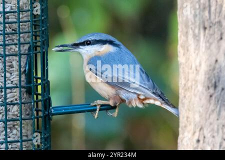 European nuthatch, Sitta europaea on a garden bird feeder, Sussex, UK Stock Photo