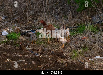 A hen guides her curious chicks as they explore a grassy area filled with scattered debris in the evening light. Stock Photo