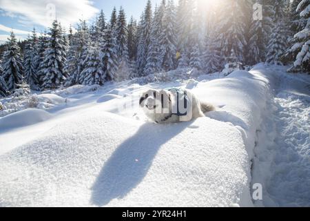 happy dog enjoying big snow in the mountains Stock Photo