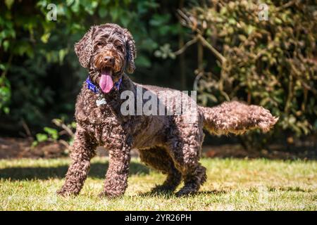 Brown cockapoo dog playing in her garden Stock Photo