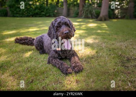 Brown cockapoo dog playing in her garden Stock Photo