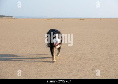 Border Collie dog on Silverdale Beach in Lancashire on the coast of Northwest England. Stock Photo