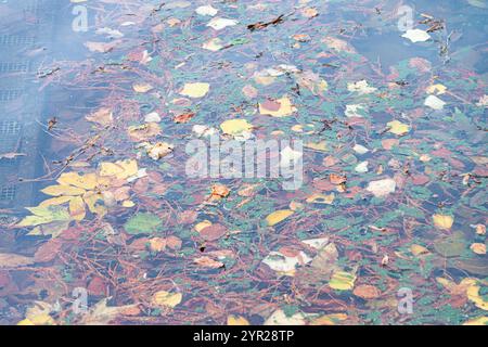 Fallen autumn leaves floating in a lake Stock Photo