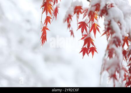 White snow on red maple trees and beautiful season, natural scenery between fall and winter Stock Photo