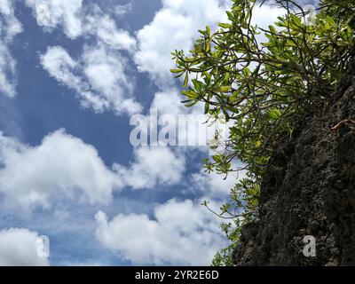 A Serene View of Vibrant Greenery Against A Backdrop Of Fluffy Clouds Stock Photo