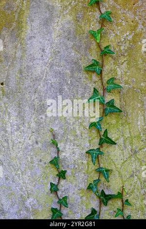 ivy shoot on stone background Stock Photo