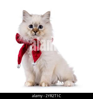 Cute Sacred Birman cat kitten, standing wearing red velvet bow tie around neck. Looking attentive towards camera with blue eyes. isolated on a white b Stock Photo