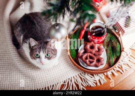 Cat lying by coffee and gingerbread on tray under decorated Christmas tree at home. Curious pet looks at lights and ornaments Stock Photo