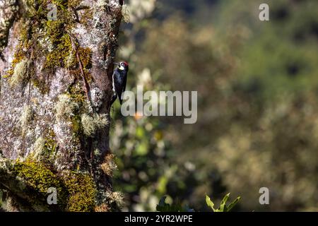 A male Acorn Woodpecker (Melanerpes formicivorus) excavating a nesting hole in a tree trunk. In the highlands of San Gerardo de Dota, Costa Rica. Stock Photo