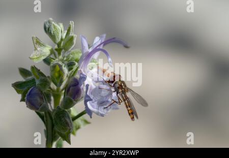 Hoverfly feeding on a blooming Rosemary plant (Salvia rosmarinus and Syrphus ribesii) Stock Photo