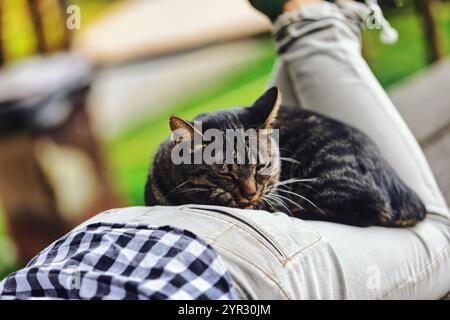 Tabby cat is comfortably sleeping on a person's lap, enjoying a peaceful moment outdoors, showcasing the bond between humans and their feline companio Stock Photo