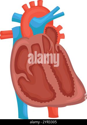 human heart anatomy education scheme Stock Vector Image & Art - Alamy