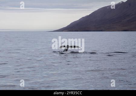 Majestic Whale Tail Emerging from the Ocean in Icelandic Waters Stock ...