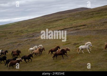 A group of horses running freely across the Icelandic landscape Stock Photo