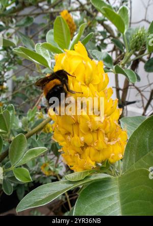 Bees on the bright yellow flowers of Cytisus battandieri , the Pineapple Broom Tree. Stock Photo