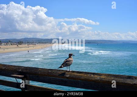 Grey seagull bird sitting on a pier and observing the pacific ocean near Newport, CA Stock Photo