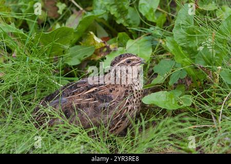 Wachtel, Coturnix coturnix, quail, common quail, La Caille des blés, Caille européenne Stock Photo