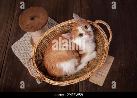 Red bicolor kitten sleeping in a basket Stock Photo