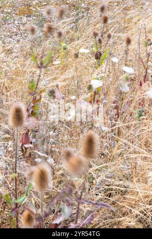 Teasels and wild plants blowing in the wind at Rye Harbour Nature Reserve, East Sussex, captured with a long-exposure for a soft, ethereal effect. Stock Photo