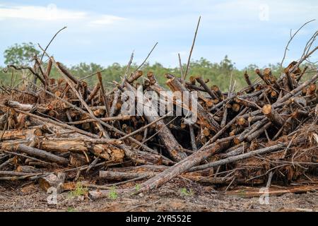 Cleared timber lumber logging, land clearing, deforestation, pile of cut down logs trees Stock Photo