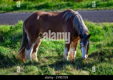 Clydesdale horse in green grassy field, sunny morning Stock Photo