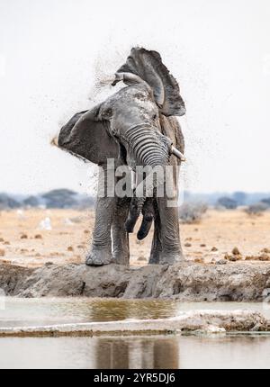 African elephant (Loxodonta africana), adult male, shaking with flapping ears, at the waterhole, funny, Nxai Pan National Park, Botswana, Africa Stock Photo