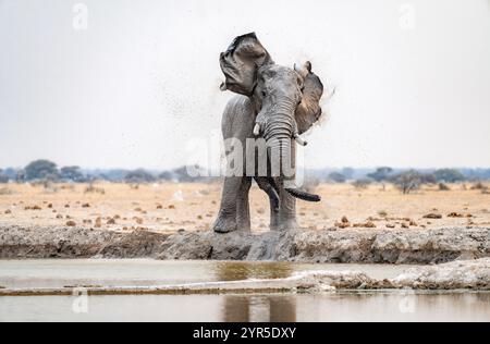 African elephant (Loxodonta africana), adult male, shaking with flapping ears, at the waterhole, funny, Nxai Pan National Park, Botswana, Africa Stock Photo