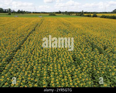 Sunflower field near Holzhausen, town of Rheinau, aerial view, Ortenau district, Baden-Wuerttemberg, Germany, Europe Stock Photo