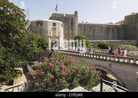 Woman tour guide leading group of tourists across Pile gate bridge from old walled city of Dubrovnik, Croatia, Europe Stock Photo