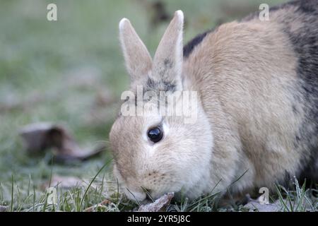Rabbit (Oryctolagus cuniculus domesticus), portrait, outdoors, frost, cute, Even in sub-zero temperatures the rabbit finds food in the garden Stock Photo