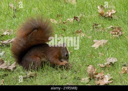 Squirrel on the grass eating nuts Stock Photo