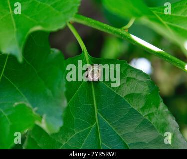 Snail sitting on a green leaf Stock Photo