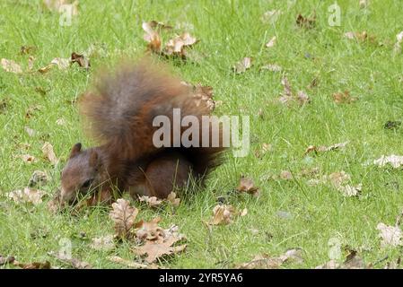 Squirrel on the grass eating nuts Stock Photo