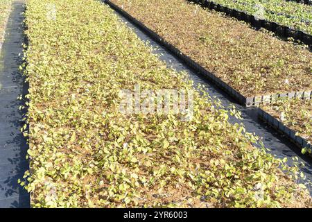 Large quantities of plants from one nursery Stock Photo - Alamy