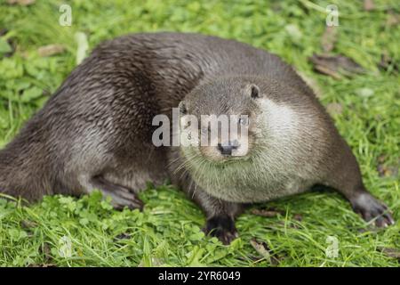 Otter lying in a green meadow looking from the front Stock Photo
