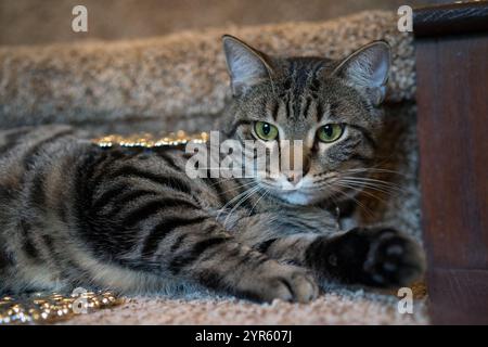 Relaxed Tabby Cat Lying on Carpet with Christmas Decorations Stock Photo