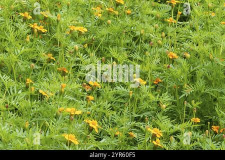 Large quantities of plants from one nursery Stock Photo - Alamy