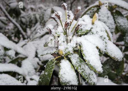 Branches in winter on tree with snow Stock Photo