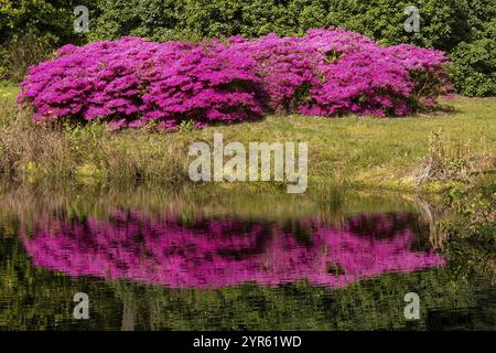 Purple azalea bushes in spring in the sun Stock Photo