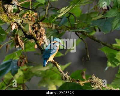 Kingfisher in a tree at snuff mills in Bristol UK [ Alcedo atthis ] Stock Photo