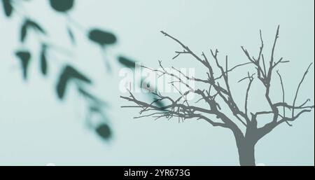 Image of shadows of leaves and tree on white background Stock Photo