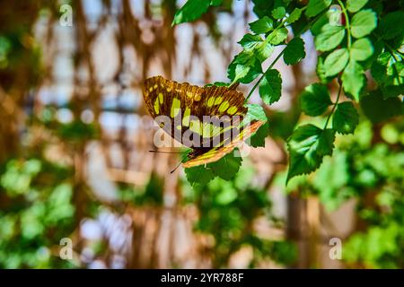 Butterfly on Green Leaf in Sunlit Botanical Conservatory Close-up Stock Photo