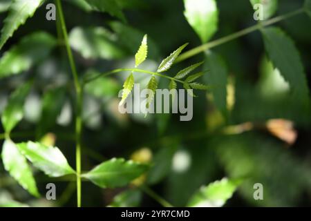 Soft focus view of a freshly growing Neem (Azadirachta indica) leaflet in the home garden Stock Photo