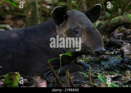 Baird's Tapir (Tapirus bairdii) wallowing on the forest floor in Corcovado National Park, Osa Peninsula, Costa Rica. Stock Photo