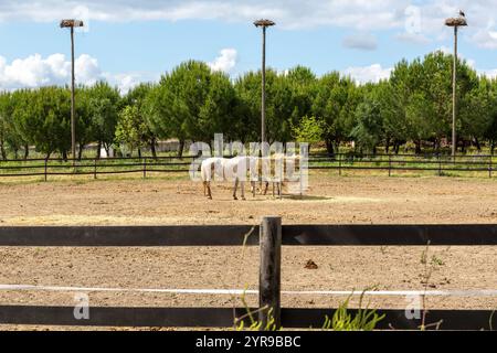 Torre de Palma, Vaiamonte, Portugal Stock Photo