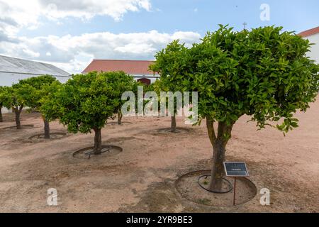 Torre de Palma, Vaiamonte, Portugal Stock Photo