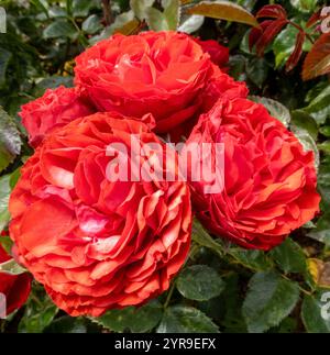 Bright red rose Disco Queen Stock Photo