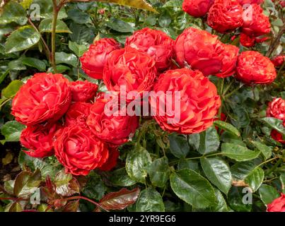Bright red rose Disco Queen Stock Photo