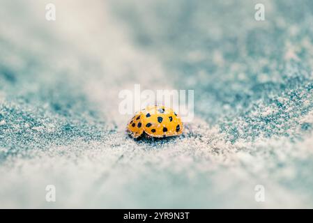 Yellow ladybug on the frozen leaf. Ladybird insect macro shot. Stock Photo