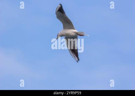 Seagull flying over blue sky Stock Photo
